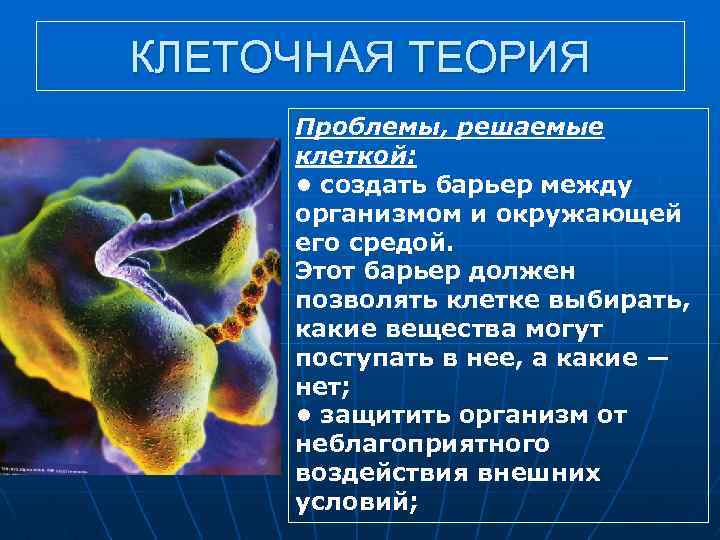 КЛЕТОЧНАЯ ТЕОРИЯ Проблемы, решаемые клеткой: • создать барьер между организмом и окружающей его средой.
