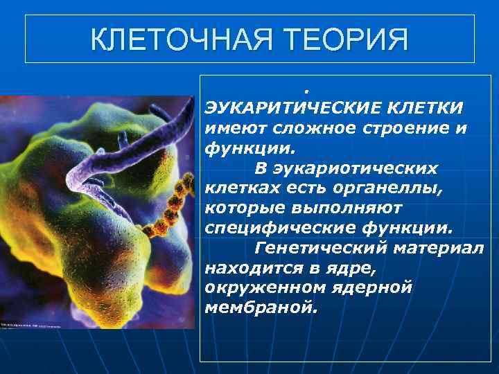 КЛЕТОЧНАЯ ТЕОРИЯ. ЭУКАРИТИЧЕСКИЕ КЛЕТКИ имеют сложное строение и функции. В эукариотических клетках есть органеллы,