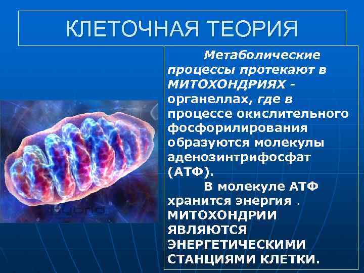 КЛЕТОЧНАЯ ТЕОРИЯ Метаболические процессы протекают в МИТОХОНДРИЯХ органеллах, где в процессе окислительного фосфорилирования образуются