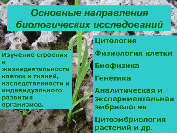 Основные направления биологических исследований Цитология Изучение строения и жизнедеятельности клетки и тканей, наследственности и