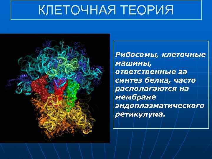 КЛЕТОЧНАЯ ТЕОРИЯ Рибосомы, клеточные машины, ответственные за синтез белка, часто располагаются на мембране эндоплазматического