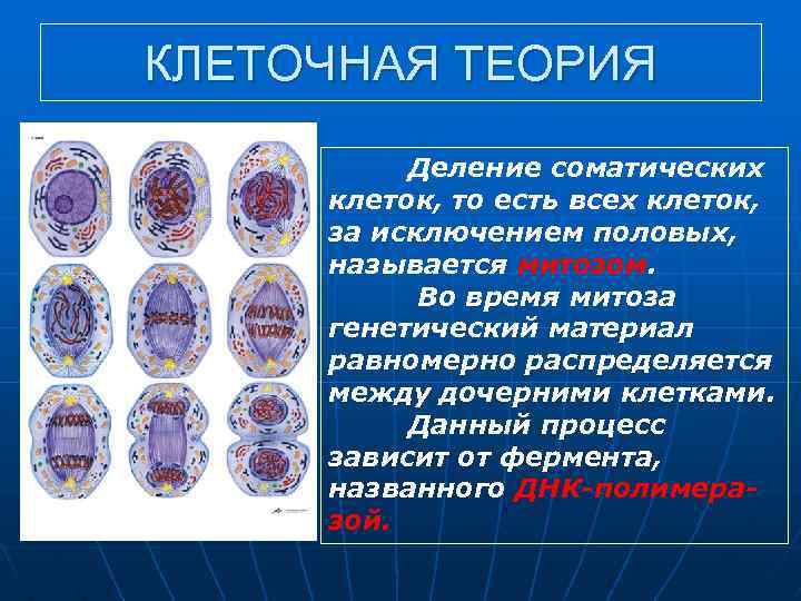 Теория деления. Деление соматических клеток. Процесс деления соматических клеток. Этапы деления соматической клетки. Как называется деление соматических клеток.