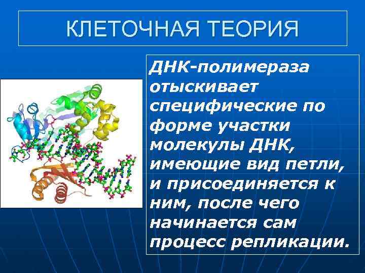 КЛЕТОЧНАЯ ТЕОРИЯ ДНК-полимераза отыскивает специфические по форме участки молекулы ДНК, имеющие вид петли, и
