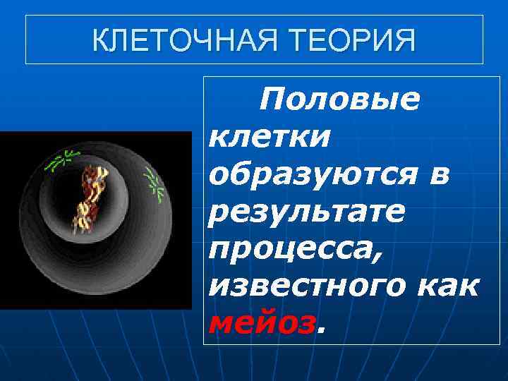 КЛЕТОЧНАЯ ТЕОРИЯ Половые клетки образуются в результате процесса, известного как мейоз. 