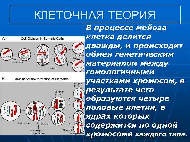 КЛЕТОЧНАЯ ТЕОРИЯ В процессе мейоза клетка делится дважды, и происходит обмен генетическим материалом между