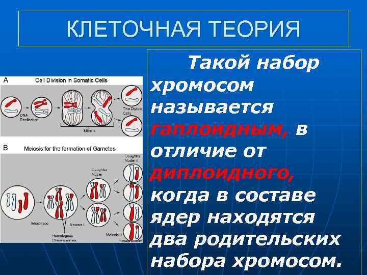 КЛЕТОЧНАЯ ТЕОРИЯ Такой набор хромосом называется гаплоидным, в отличие от диплоидного, когда в составе