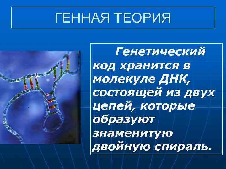 ГЕННАЯ ТЕОРИЯ Генетический код хранится в молекуле ДНК, состоящей из двух цепей, которые образуют