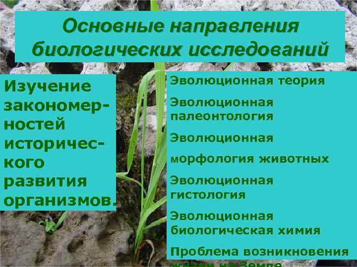 Основные направления биологических исследований Изучение закономерностей исторического развития организмов. Эволюционная теория Эволюционная палеонтология Эволюционная