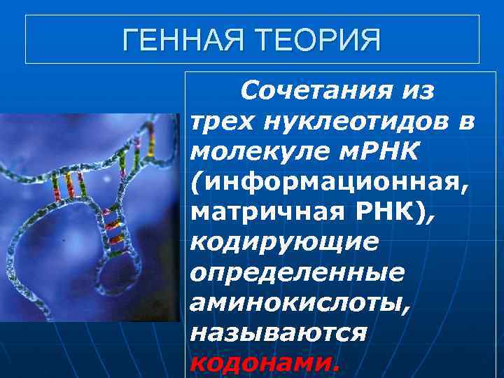 ГЕННАЯ ТЕОРИЯ Сочетания из трех нуклеотидов в молекуле м. РНК (информационная, матричная РНК), кодирующие