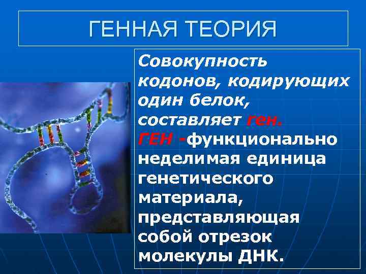 ГЕННАЯ ТЕОРИЯ Совокупность кодонов, кодирующих один белок, составляет ген. ГЕН -функционально неделимая единица генетического
