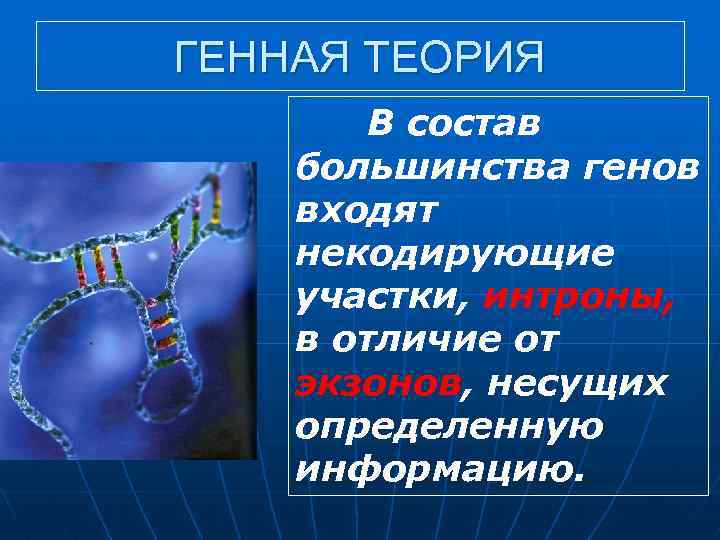 ГЕННАЯ ТЕОРИЯ В состав большинства генов входят некодирующие участки, интроны, в отличие от экзонов,