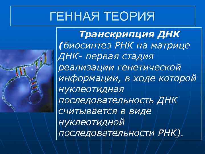 ГЕННАЯ ТЕОРИЯ Транскрипция ДНК (биосинтез РНК на матрице ДНК- первая стадия реализации генетической информации,