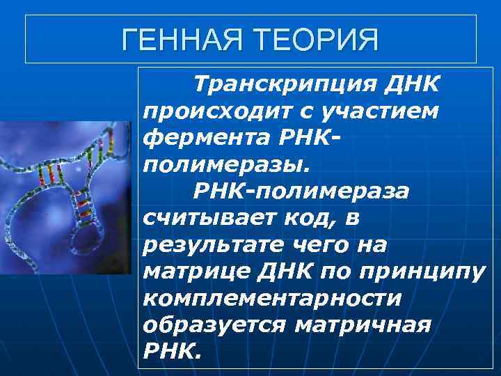 ГЕННАЯ ТЕОРИЯ Транскрипция ДНК происходит с участием фермента РНКполимеразы. РНК-полимераза считывает код, в результате