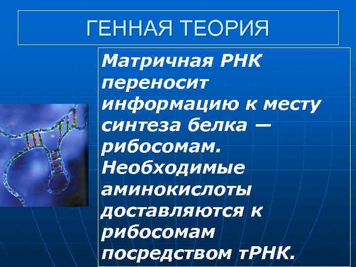 ГЕННАЯ ТЕОРИЯ Матричная РНК переносит информацию к месту синтеза белка — рибосомам. Необходимые аминокислоты