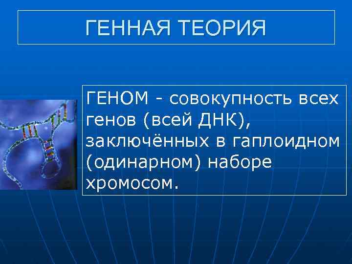 ГЕННАЯ ТЕОРИЯ ГЕНОМ совокупность всех генов (всей ДНК), заключённых в гаплоидном (одинарном) наборе хромосом.