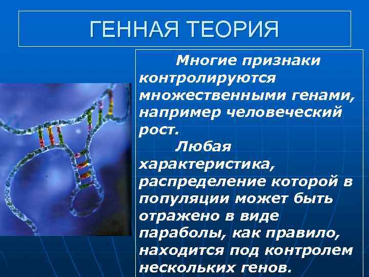 ГЕННАЯ ТЕОРИЯ Многие признаки контролируются множественными генами, например человеческий рост. Любая характеристика, распределение которой