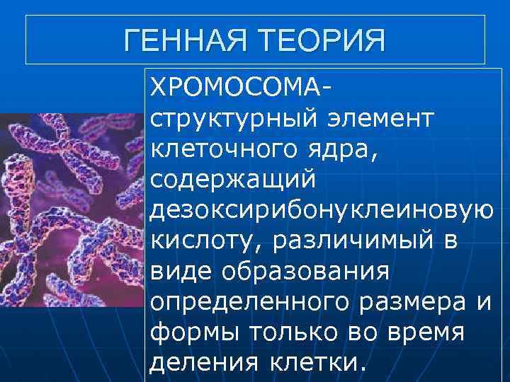 ГЕННАЯ ТЕОРИЯ ХРОМОСОМА структурный элемент клеточного ядра, содержащий дезоксирибонуклеиновую кислоту, различимый в виде образования