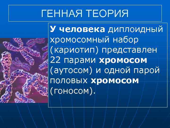 ГЕННАЯ ТЕОРИЯ У человека диплоидный хромосомный набор (кариотип) представлен 22 парами хромосом (аутосом) и