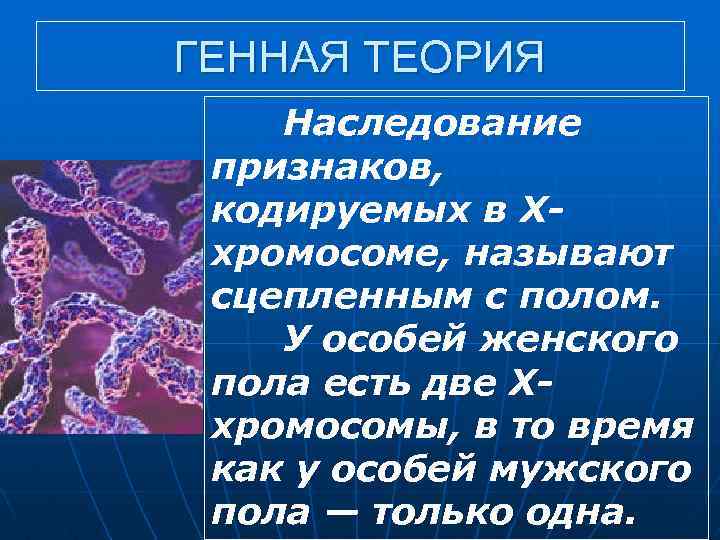 ГЕННАЯ ТЕОРИЯ Наследование признаков, кодируемых в Ххромосоме, называют сцепленным с полом. У особей женского