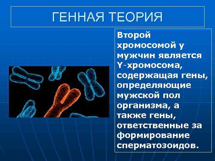 ГЕННАЯ ТЕОРИЯ Второй хромосомой у мужчин является Y хромосома, содержащая гены, определяющие мужской пол