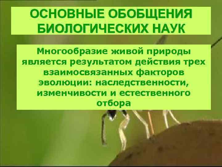 ОСНОВНЫЕ ОБОБЩЕНИЯ БИОЛОГИЧЕСКИХ НАУК Многообразие живой природы является результатом действия трех взаимосвязанных факторов эволюции: