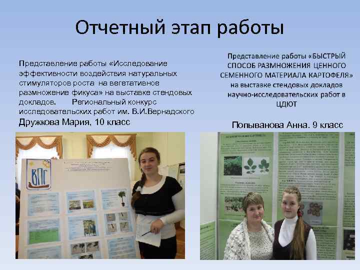 Отчетный этап работы Представление работы «Исследование эффективности воздействия натуральных стимуляторов роста на вегетативное размножение