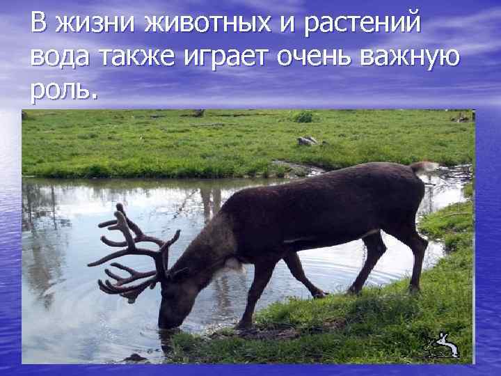 В жизни животных и растений вода также играет очень важную роль. 