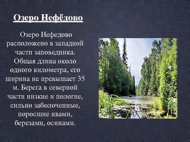 Озеро Нефёдово Озеро Нефедово расположено в западной части заповедника. Общая длина около одного километра,