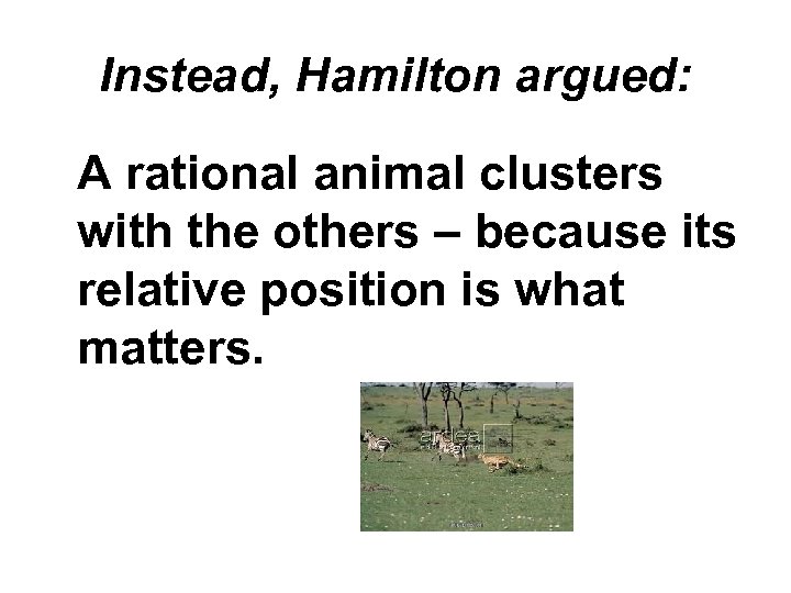 Instead, Hamilton argued: A rational animal clusters with the others – because its relative