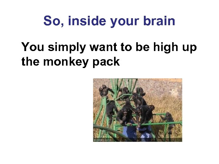 So, inside your brain You simply want to be high up the monkey pack