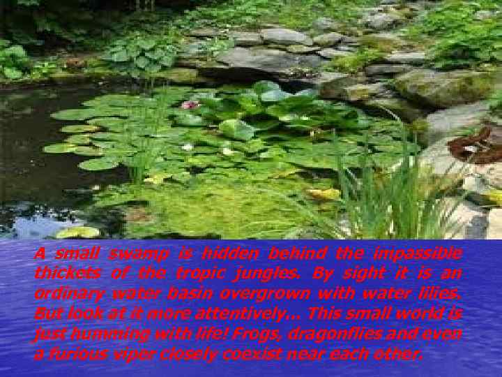 A small swamp is hidden behind the impassible thickets of the tropic jungles. By