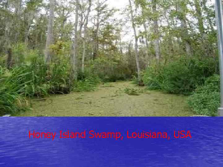 Honey Island Swamp, Louisiana, USA 