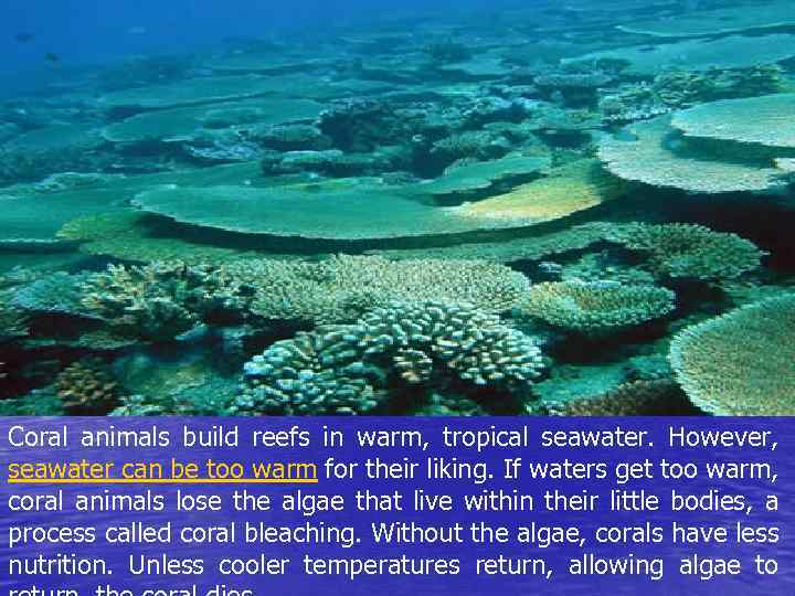 Coral animals build reefs in warm, tropical seawater. However, seawater can be too warm