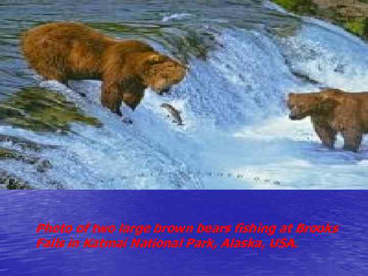 Photo of two large brown bears fishing at Brooks Falls in Katmai National Park,