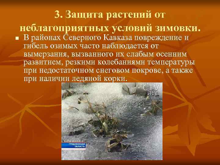 3. Защита растений от неблагоприятных условий зимовки. n В районах Северного Кавказа повреждение и