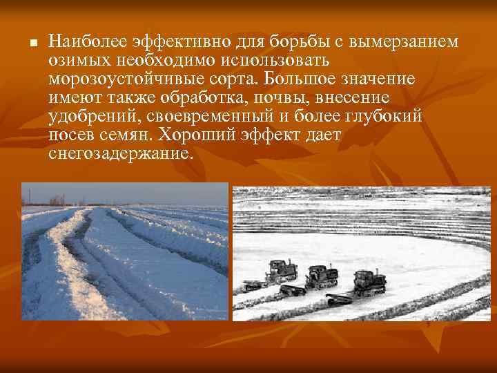 n Наиболее эффективно для борьбы с вымерзанием озимых необходимо использовать морозоустойчивые сорта. Большое значение