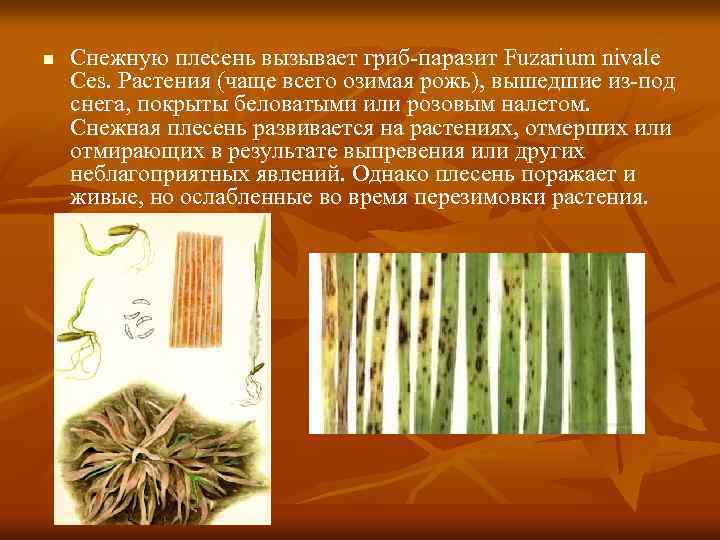 n Снежную плесень вызывает гриб-паразит Fuzarium nivale Ces. Растения (чаще всего озимая рожь), вышедшие