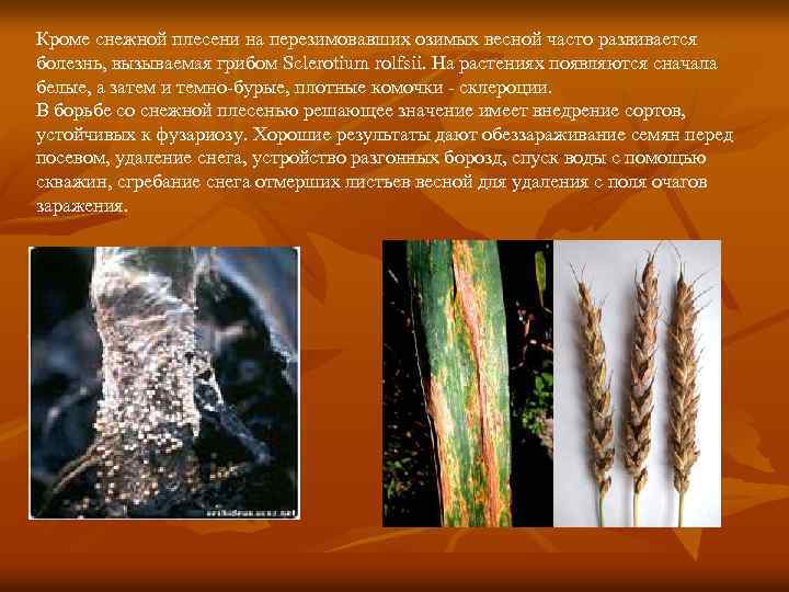 Кроме снежной плесени на перезимовавших озимых весной часто развивается болезнь, вызываемая грибом Sclerotium rolfsii.