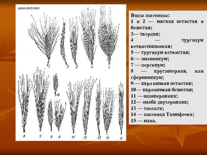 Виды пшеницы: 1 и 2 — мягкая остистая и безостая; 3— твердая; 4 —