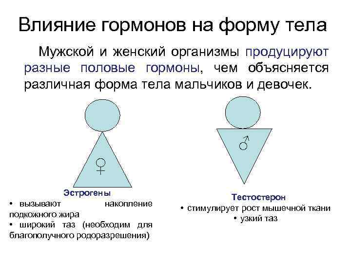 Влияние гормонов на форму тела Мужской и женский организмы продуцируют разные половые гормоны, чем