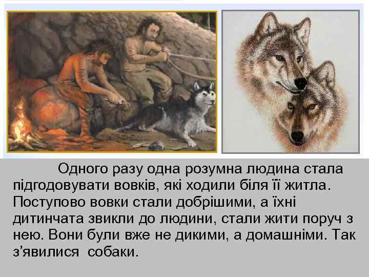 Одного разу одна розумна людина стала підгодовувати вовків, які ходили біля її житла. Поступово