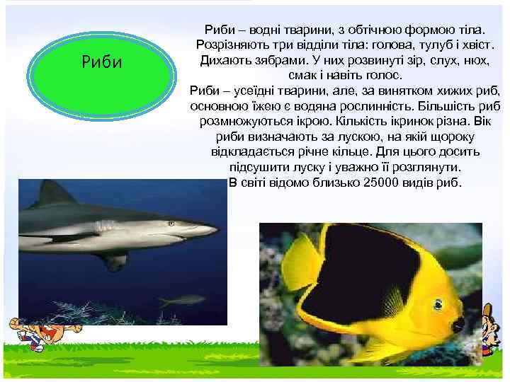 Риби – водні тварини, з обтічною формою тіла. Розрізняють три відділи тіла: голова, тулуб