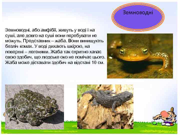 Земноводні, або амфібії, живуть у воді і на суші, але довго на суші вони