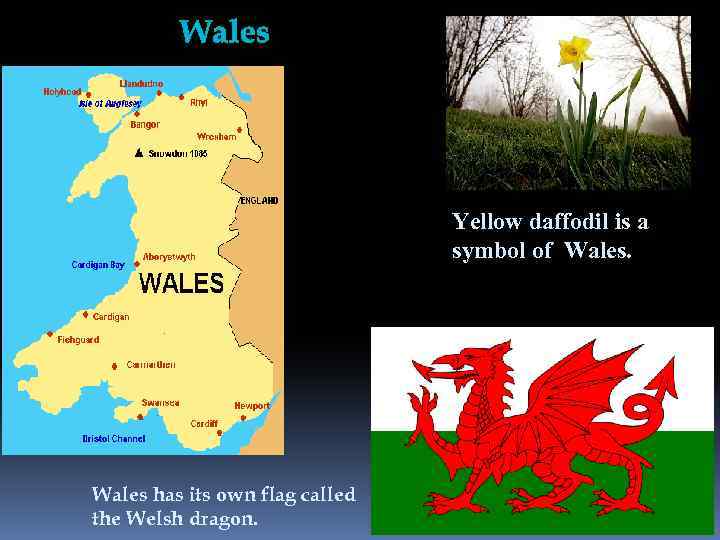 Wales Yellow daffodil is a symbol of Wales has its own flag called the