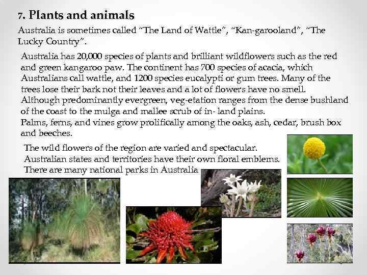 7. Plants and animals Australia is sometimes called “The Land of Wattle”, “Kan garooland”,