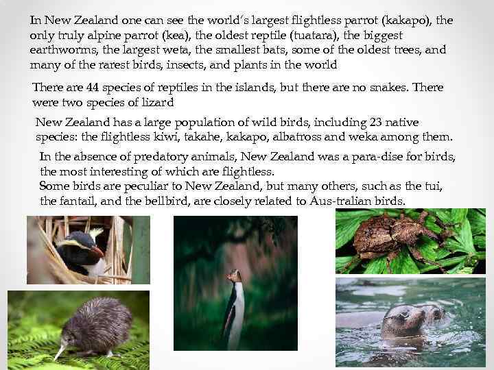 In New Zealand one can see the world’s largest flightless parrot (kakapo), the only