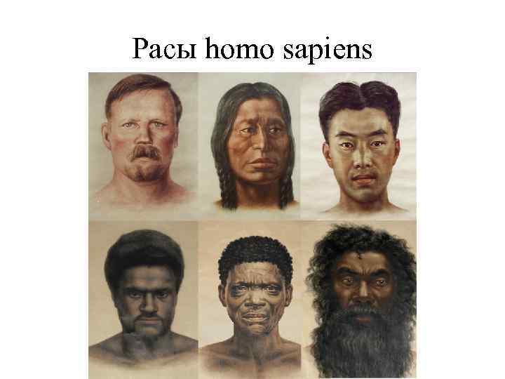 Руслан Дохов – 2013 Географический факультет МГУ Расы homo sapiens 