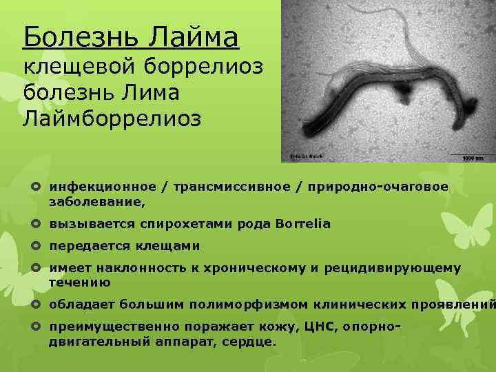 Болезнь Лайма клещевой боррелиоз болезнь Лима Лаймборрелиоз инфекционное / трансмиссивное / природно-очаговое заболевание, вызывается