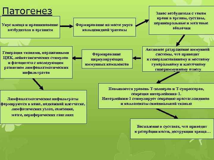 Патогенез Укус клеща и проникновение возбудителя в организм Формирование на месте укуса кольцевидной эритемы