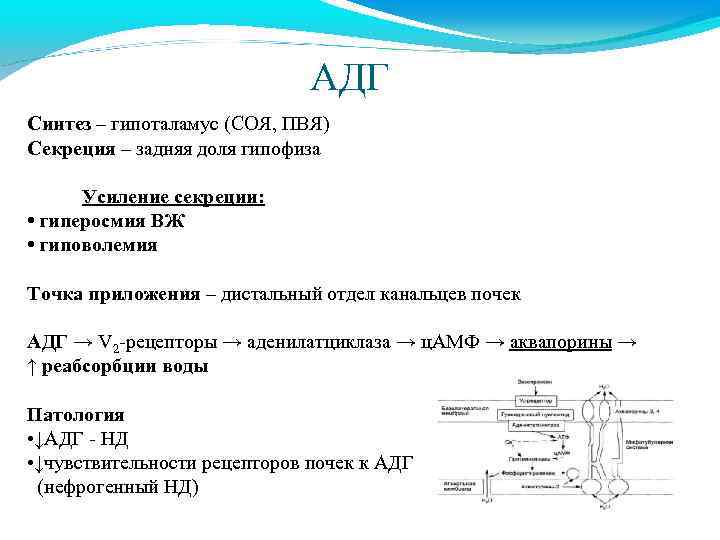 АДГ Синтез – гипоталамус (СОЯ, ПВЯ) Секреция – задняя доля гипофиза Усиление секреции: •